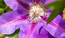 Waldrebe, Clematis