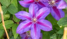 Waldrebe, Clematis