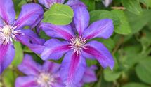 Waldrebe, Clematis