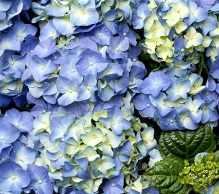 Der schöne Garten-Klassiker – die Hortensie Der schöne Garten-Klassiker – die Hortensie