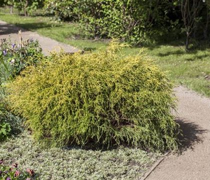 Chamaecyparis pisifera 'Aurea Nana' Chamaecyparis pisifera 'Aurea Nana'