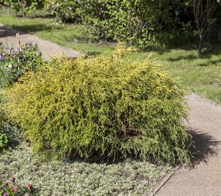 Chamaecyparis pisifera 'Aurea Nana' Chamaecyparis pisifera 'Aurea Nana'