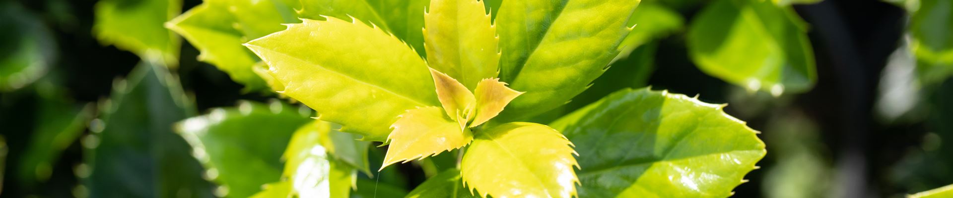 GS649933.jpg GS649933.jpg