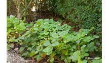 Fragaria 'Mara des Bois'