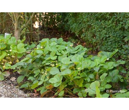 Fragaria 'Mara des Bois' Fragaria 'Mara des Bois'
