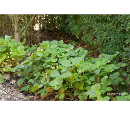 Fragaria 'Mara des Bois'