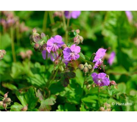 Geranium cantabrigiense (x) 'Cambridge'