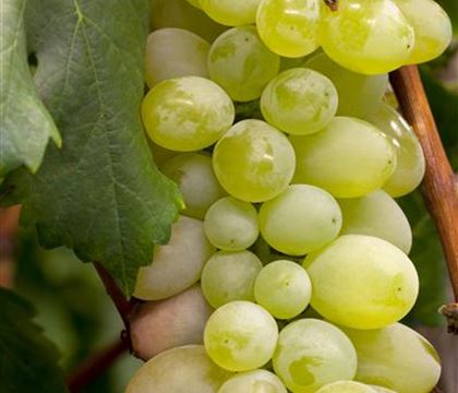 Vitis 'Excelsior' Vitis 'Excelsior'