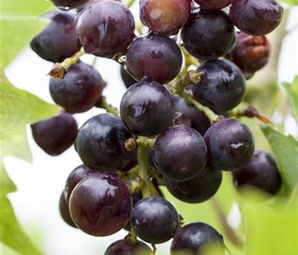 Vitis 'Magliasina' Vitis 'Magliasina'