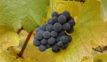 Vitis 'Muscat Bleu'
