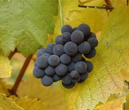 Vitis 'Muscat Bleu' Vitis 'Muscat Bleu'