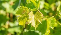 Vitis 'Muscat Bleu'