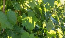 Vitis 'Muscat Bleu'