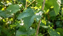 Vitis 'Muscat Bleu'