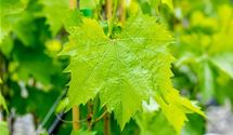 Vitis 'Muscat Bleu'