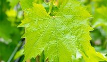 Vitis 'Muscat Bleu'
