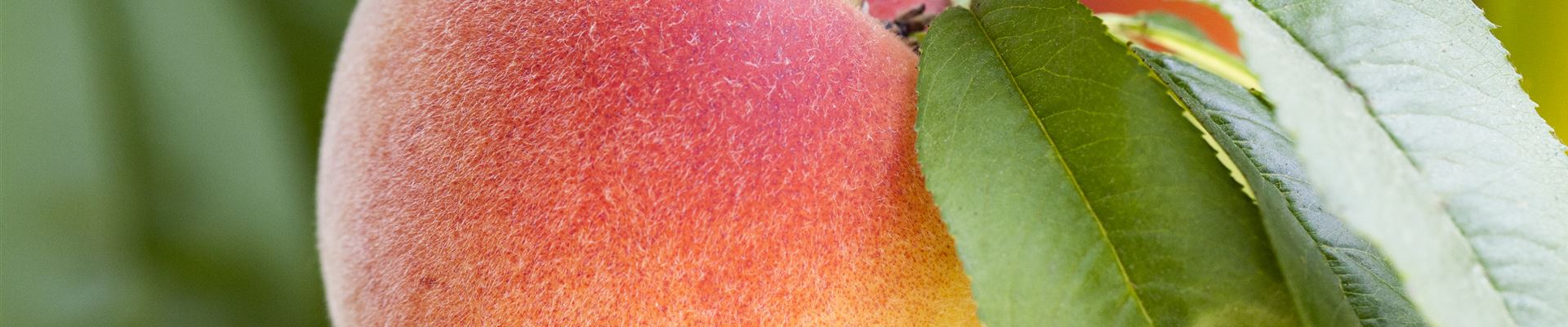 GS502610.jpg GS502610.jpg