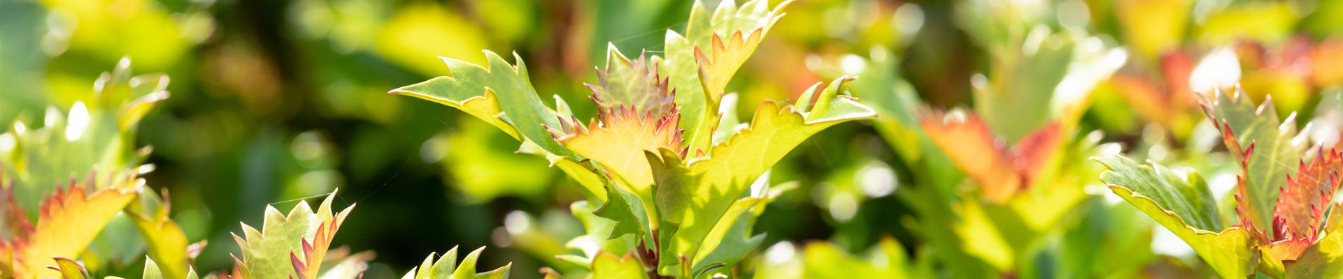 GS649927.jpg GS649927.jpg