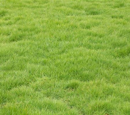 Der gepflegte Rasen Der gepflegte Rasen