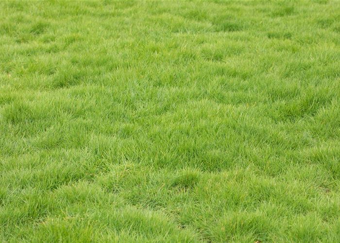 Der gepflegte Rasen