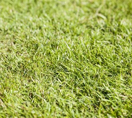 Rollrasen richtig verlegen - Tipps & Tricks