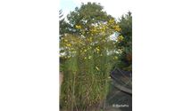Weidenblättrige Sonnenblume