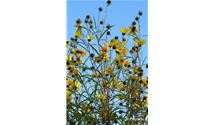 Weidenblättrige Sonnenblume