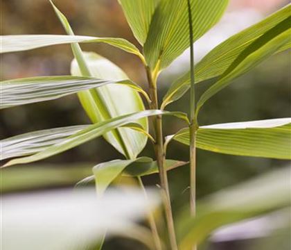 Sasa palmata f. nebulosa Sasa palmata f. nebulosa