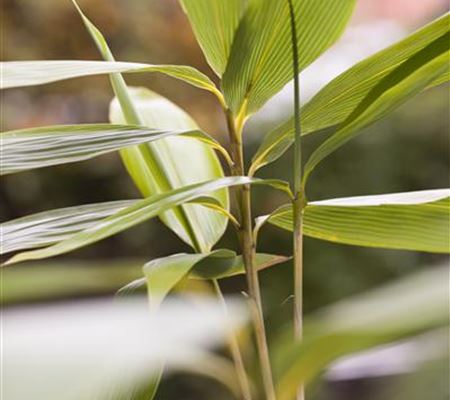 Sasa palmata f. nebulosa Sasa palmata f. nebulosa