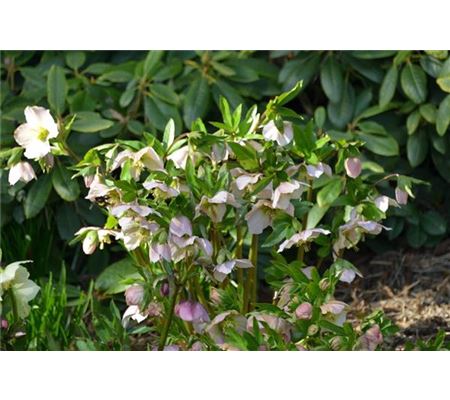 Helleborus orientalis 'Pink Lady' Helleborus orientalis 'Pink Lady'