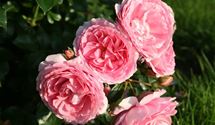 Floribundarose