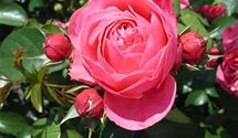 Floribundarose