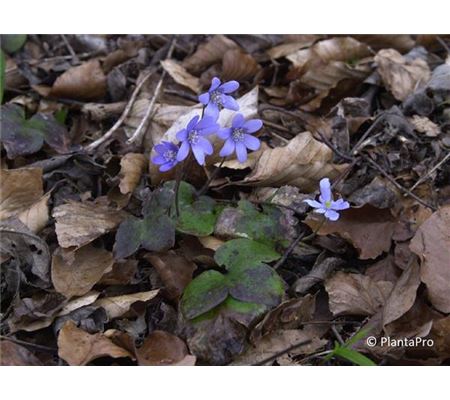 Hepatica nobilis