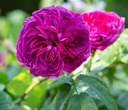 Rosa 'Charles de Mills' Rosa 'Charles de Mills'