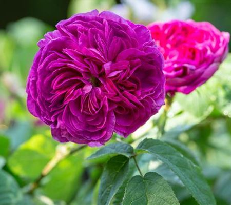 Rosa 'Charles de Mills' Rosa 'Charles de Mills'