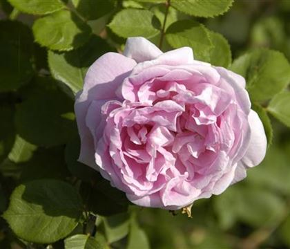 Rosa 'Conrad Ferdinand Meyer' Rosa 'Conrad Ferdinand Meyer'