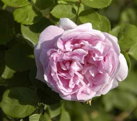 Rosa 'Conrad Ferdinand Meyer' Rosa 'Conrad Ferdinand Meyer'