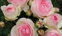 Kletterrose