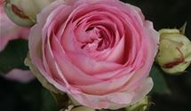 Kletterrose