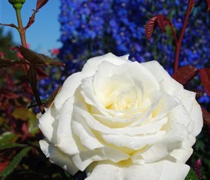 Rosa (Teehybride) 'Memoire' Rosa (Teehybride) 'Memoire'