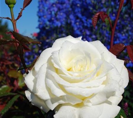 Rosa (Teehybride) 'Memoire' Rosa (Teehybride) 'Memoire'