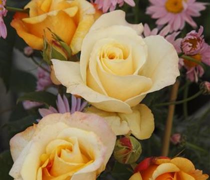 Rosa (Teehybride) 'Sunny Sky' Rosa (Teehybride) 'Sunny Sky'