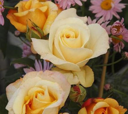 Rosa (Teehybride) 'Sunny Sky' Rosa (Teehybride) 'Sunny Sky'