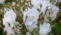 Kletterrose