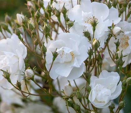 Rosa (Kletterrose) 'Bobby James'