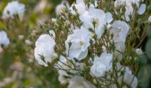 Kletterrose