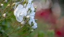 Kletterrose