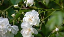 Kletterrose