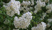Kletterrose