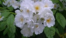 Kletterrose